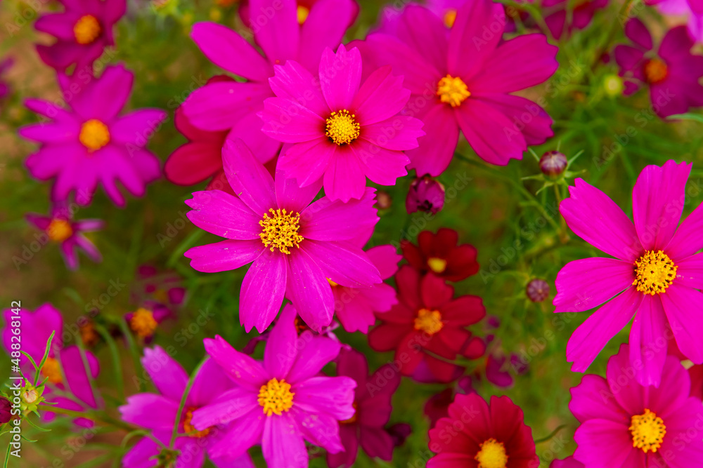 pink flowers in the garden ,Top view of dark pink cosmos flowers ,pink flower background