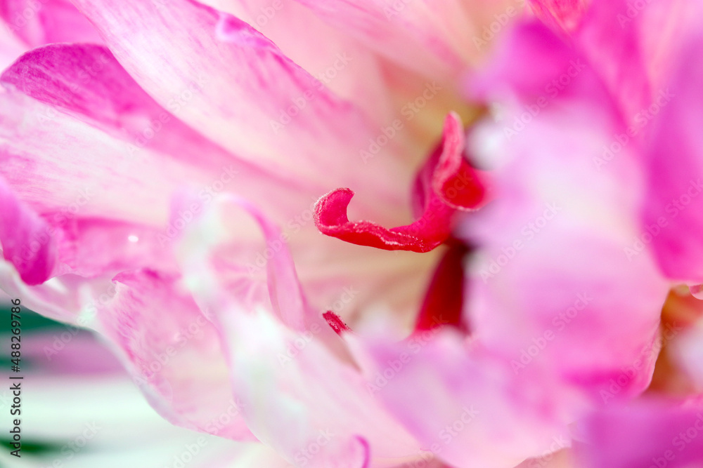 White base with pink decorated beautiful full blooming flower head, close up macro photography. 白地にピンクがマーブル模様に混ざった艶やかな花のマクロ接写イメージ写真。