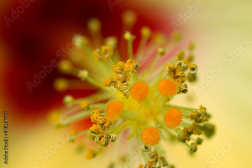 Super closeup macro photography of the tamen and pistil of the yellow Hibiscus. Looking like a nagnificent golden Jewelry decoration. 豪華な宝石をちりばめたかのように黄金色に輝くハイビスカスの雄しべ雌しべの花頭を超マクロ接写撮影。 photo