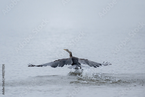 Oriental darter or Snakebird from Bung Boraphet, Thailand photo