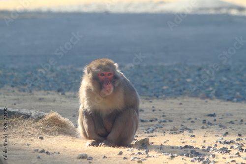 A portrait of a wild Japanese monkey (snow monkey) on the seaside.
