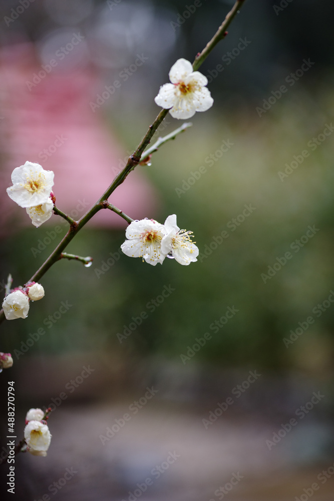 Obraz premium 文字スペースのある梅の花の風景