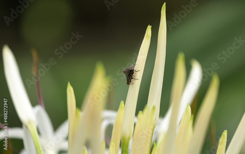 Two Flies Mating on a Spider Lily Petal photo