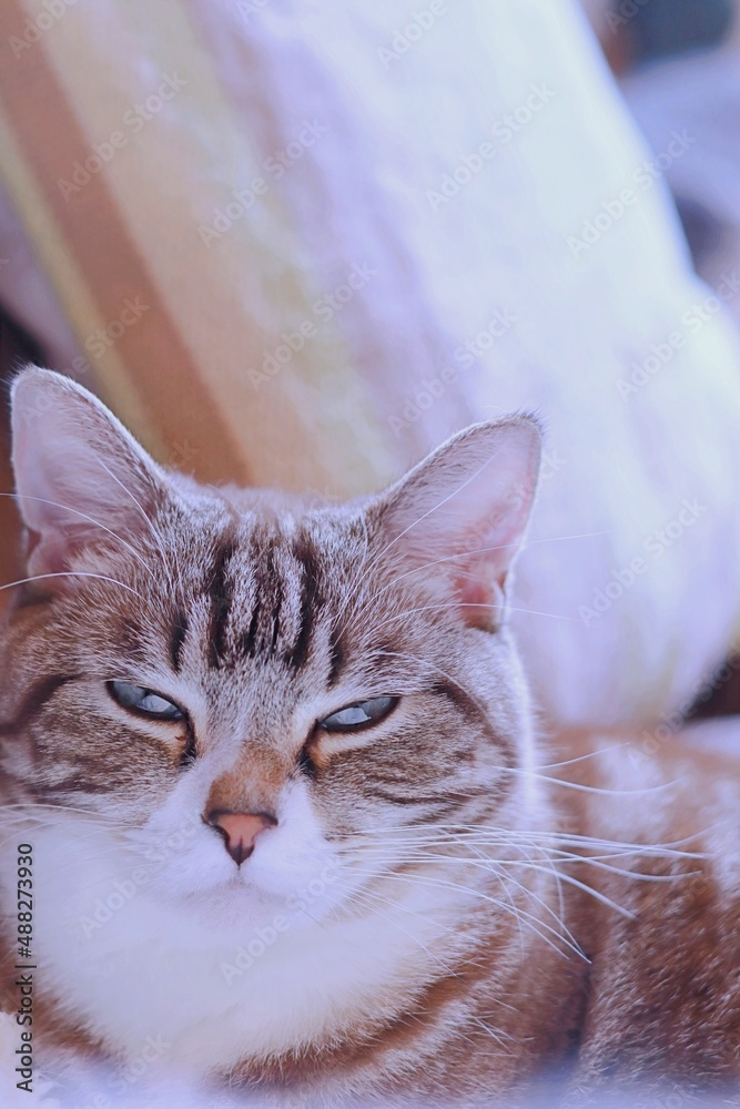 眠そうに薄目をあけて見つめる可愛いトラ猫 縦 Stock Photo Adobe Stock
