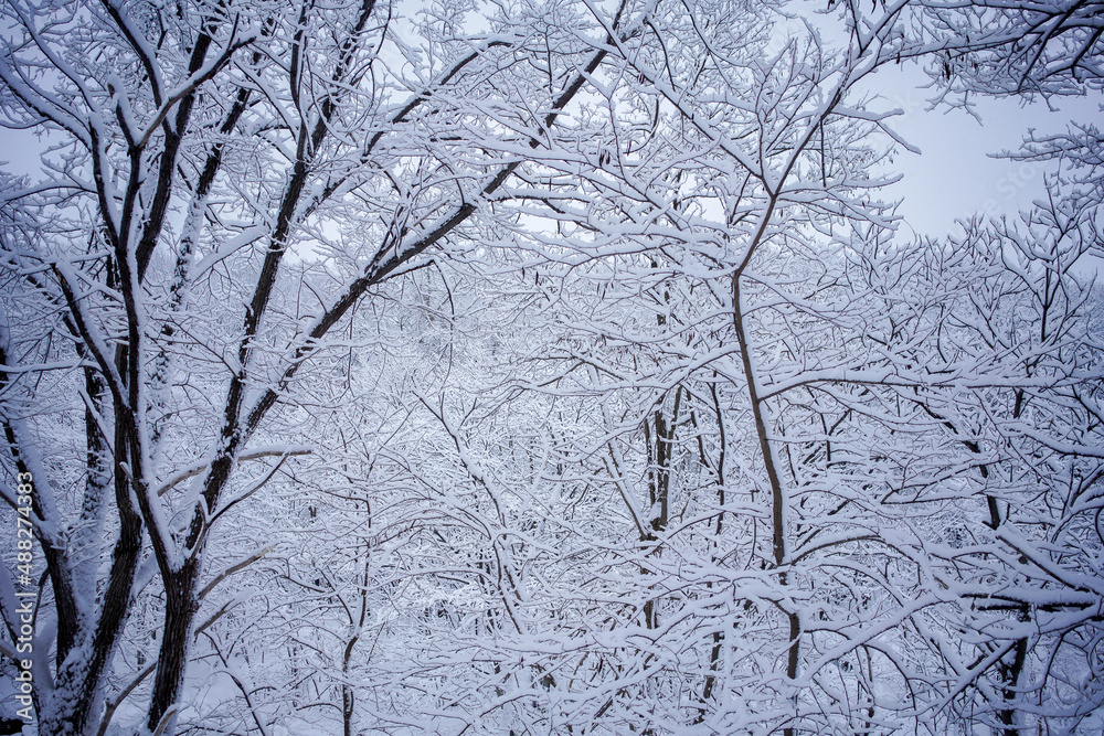 Obraz premium 雪景色