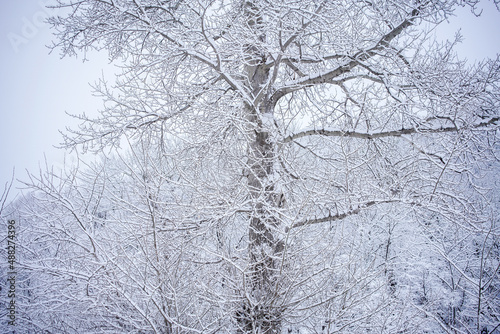 雪景色 © hokkaido yuj