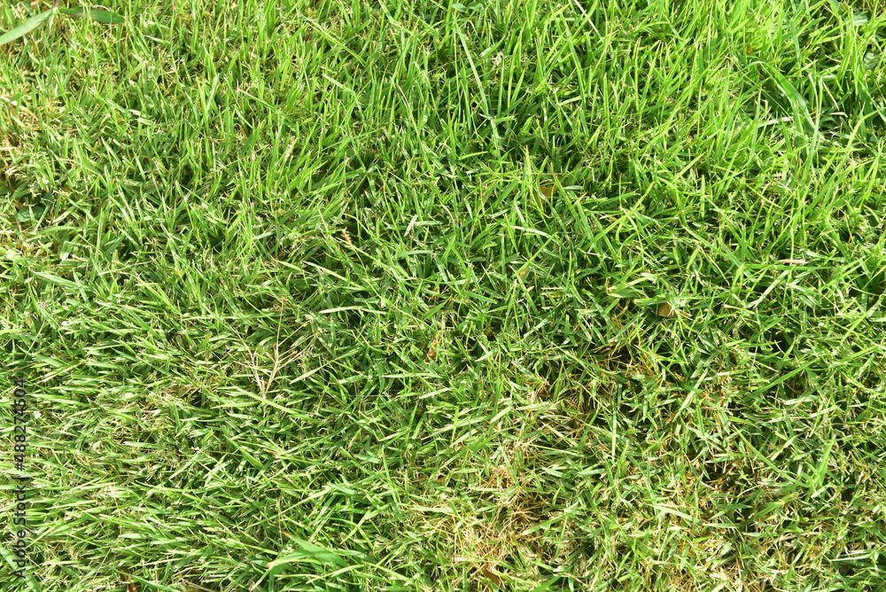 Green lawn grass abstract texture on background. Green lawn grass abstract texture on background.