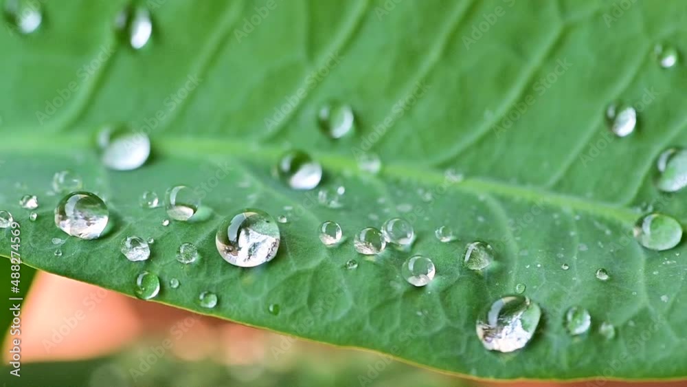 Slow motion of water rolled on waterproof leaves Slow motion of water rolled on waterproof leaves