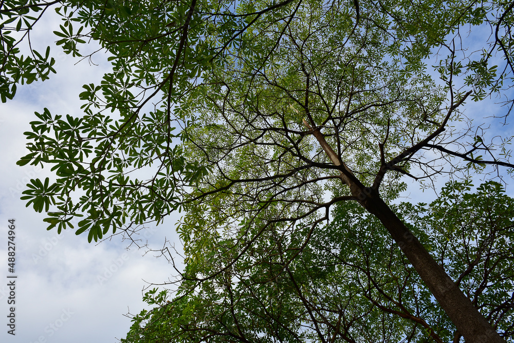 Blue sky and tiny white clouds for background. Blue sky and tiny white clouds for background.