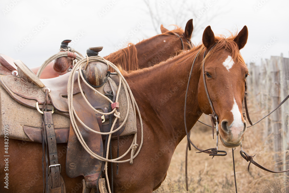 Cutting horses saddled and hitched to fencepost to rest after roundup on the ranch