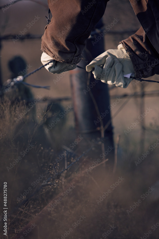 Closeup of rancher hands fixing barbed wire fence on the beef cattle ranch Closeup of rancher hands fixing barbed wire fence on the beef cattle ranch