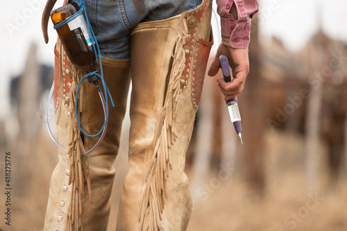 Close up of cowboy preparing to vaccinate calf on the beef cattle ranch photo