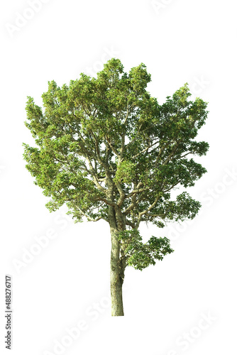 green tree side view isolated on white background  for landscape and architecture layout drawing  elements for environment and garden