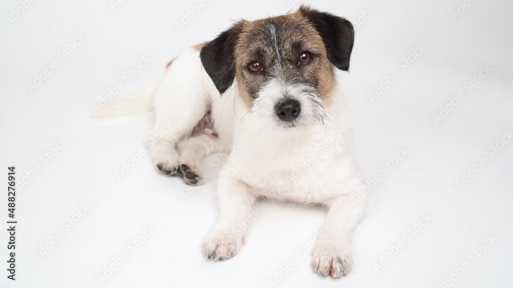The doggie of breed a Jack Russell Terrier lies on a white background
The doggie of breed a Jack Russell Terrier lies on a white background