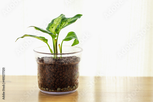 机の上の観葉植物（ディフェンパキア・ハイドロカルチャー） photo