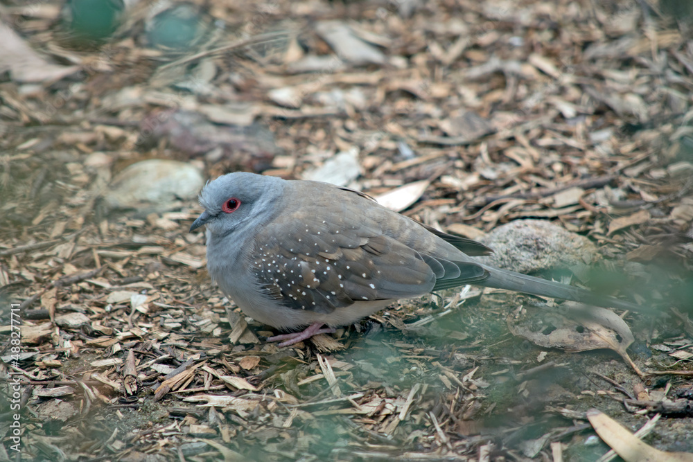 the diamond dove is resting on the ground the diamond dove is resting on the ground