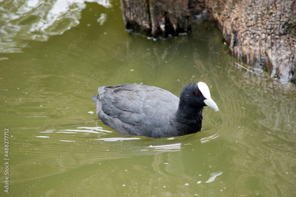 the Eurasian coot is swimming in the lake the Eurasian coot is swimming in the lake
