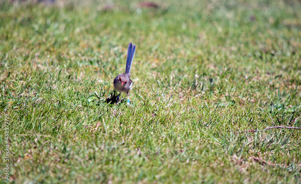 the female fairy wren is standing on lush grass the female fairy wren is standing on lush grass