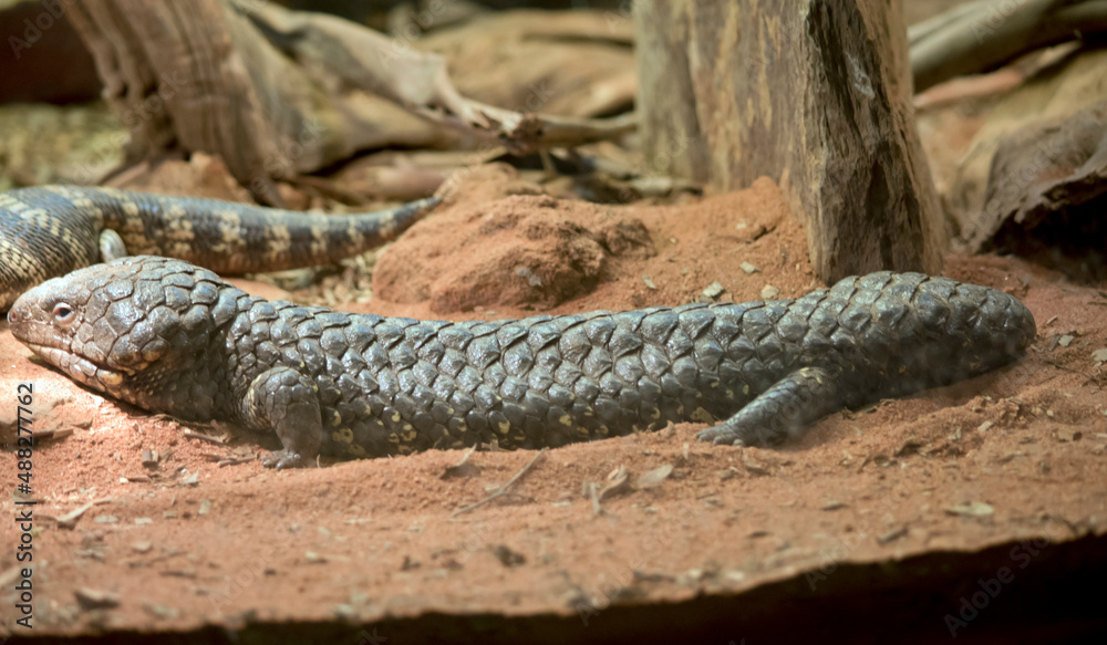 shingleback lizard, sloeepy lizard or bobtail lizard, is a short-tailed, slow-moving species of blue-tongued skink endemic to Australia. shingleback lizard, sloeepy lizard or bobtail lizard, is a short-tailed, slow-moving species of blue-tongued skink endemic to Australia.