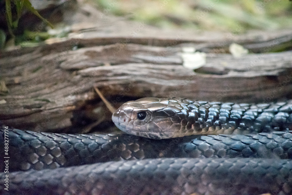 the deadly tiger snake has black and grey stripes the deadly tiger snake has black and grey stripes