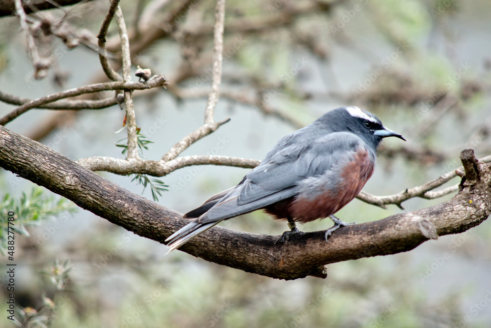 Fototapeta premium this is a side view of a white browed woodswallow