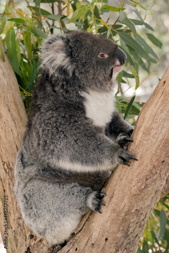 Fototapeta Naklejka Na Ścianę i Meble -  this is a side view of a koala