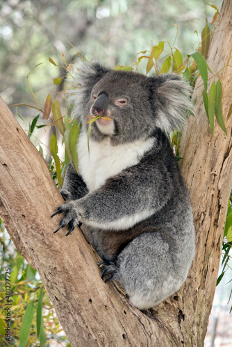 the koala is a grey and white marsupial which lives in trees