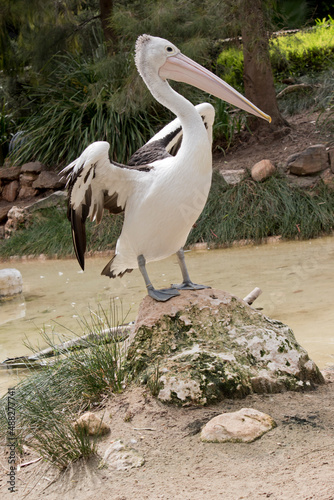 the Australian  pelican is a black and white sea bird