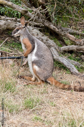 the yellow footed rock wallaby is grey, tan,and white