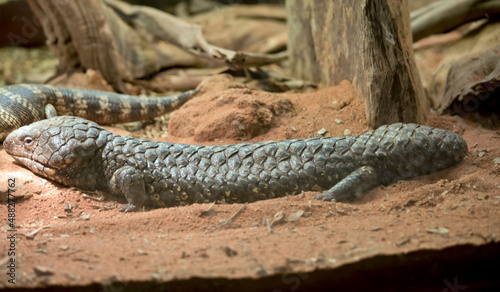 shingleback lizard, sloeepy lizard or bobtail lizard, is a short-tailed, slow-moving species of blue-tongued skink endemic to Australia. © susan flashman