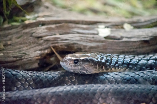 the deadly tiger snake has black and grey stripes
