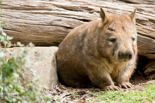 this is a Southern hairy nosed wombat © susan flashman