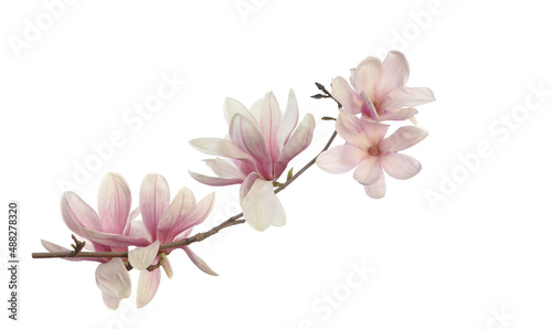 Fototapeta Naklejka Na Ścianę i Meble -  Pink magnolia flower