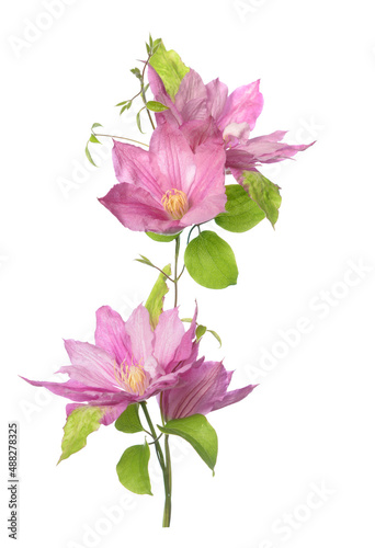 Blooming clematis pink