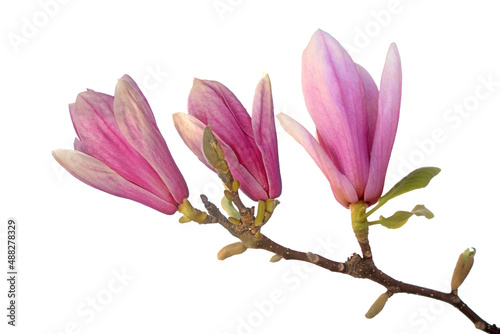 Pink magnolia flowers © anphotos99