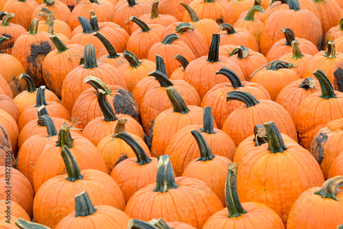 Jack o  Lantern pumpkins