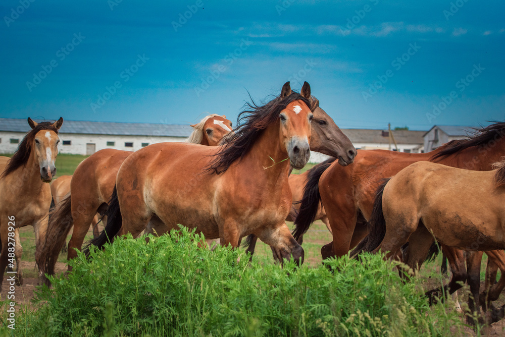 A herd of horses runs from the stable to the pasture.