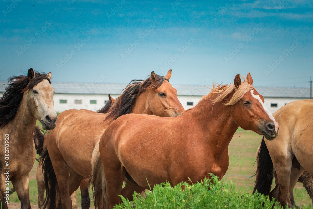 A herd of horses runs from the stable to the pasture.