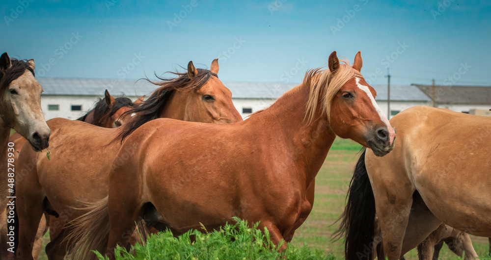 Obraz premium A herd of horses runs from the stable to the pasture.