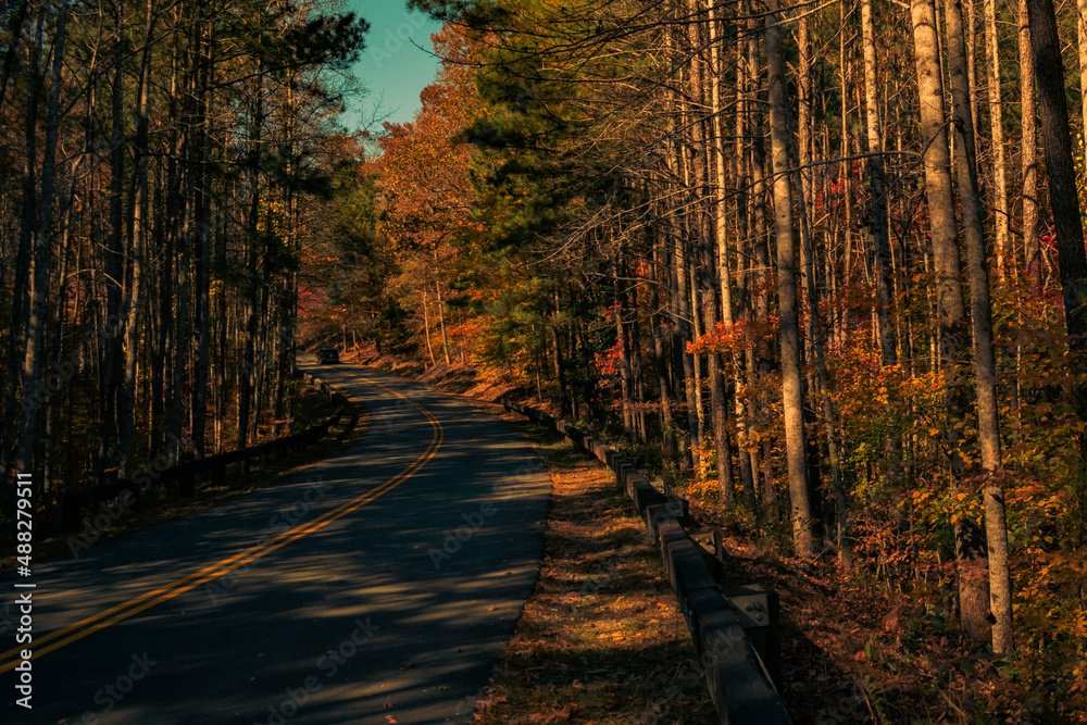 Obraz premium Curving Road with Tall Trees