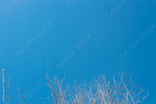 Branches Session