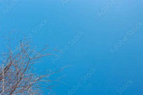 Branches Session