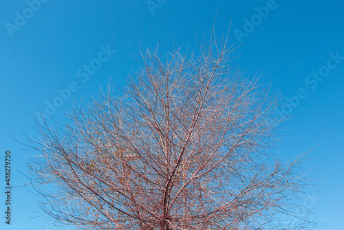 Branches Session