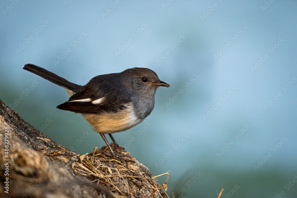 Oriental magpie robin or Copsychus saularis bird close up or portrait at keoladeo national park or bharatpur bird sanctuary rajasthan india Oriental magpie robin or Copsychus saularis bird close up or portrait at keoladeo national park or bharatpur bird sanctuary rajasthan india