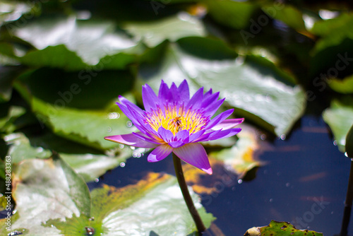 The only focus of the Egyptian Lotus Nymphaea  formerly Nymphaea caerulea. A purple lotus with honey bees collecting nectar.