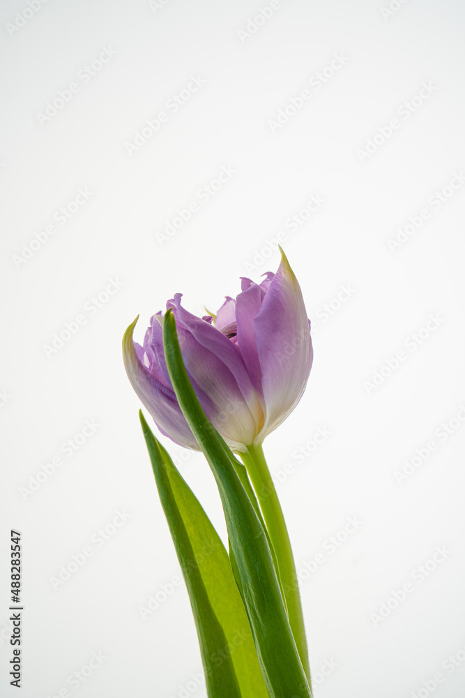 Naklejka premium Beautiful tulip flower on a white background.