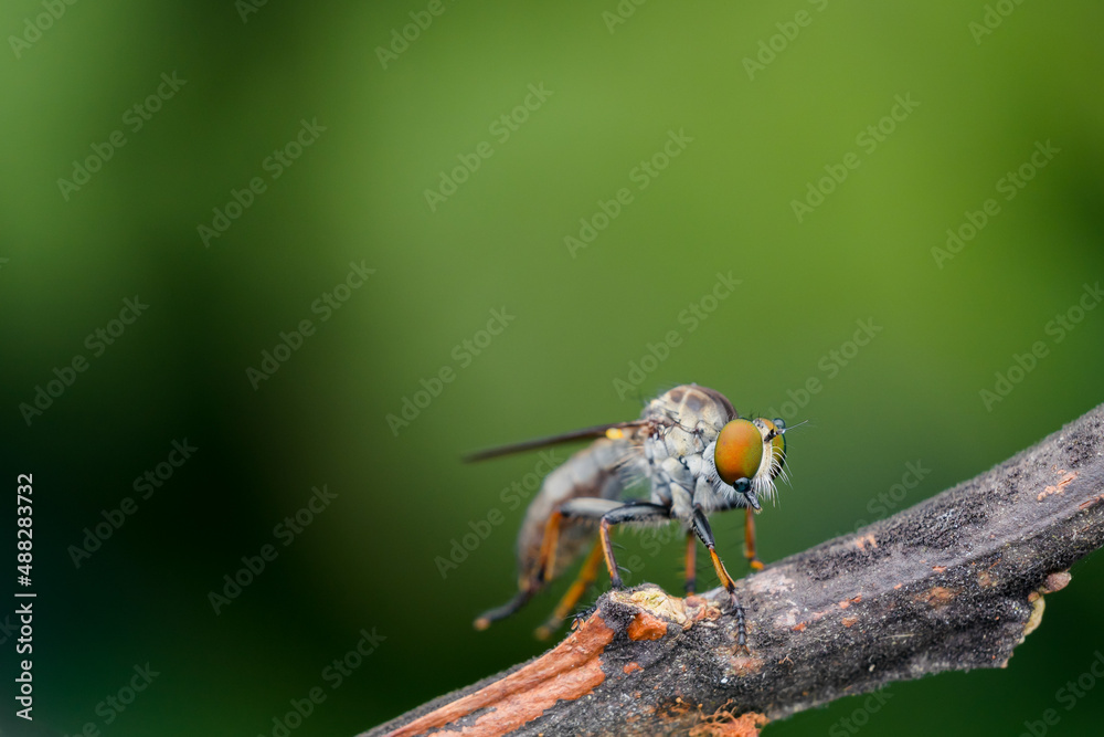 mini robberfly with blur background
robberfly with green background and bokeh mini robberfly with blur background
robberfly with green background and bokeh