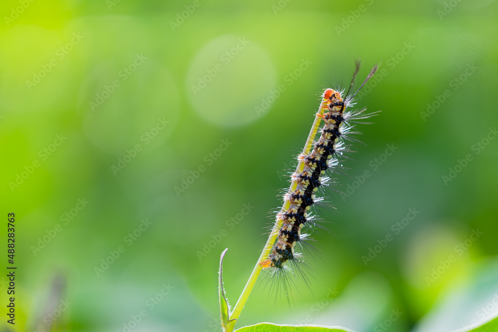 caterpillar on a beautiful green background
