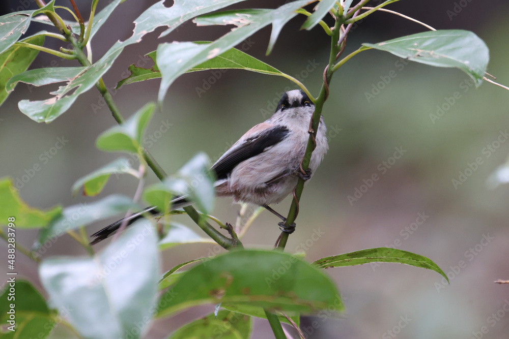 Obraz premium 遊んでいるエナガの写真