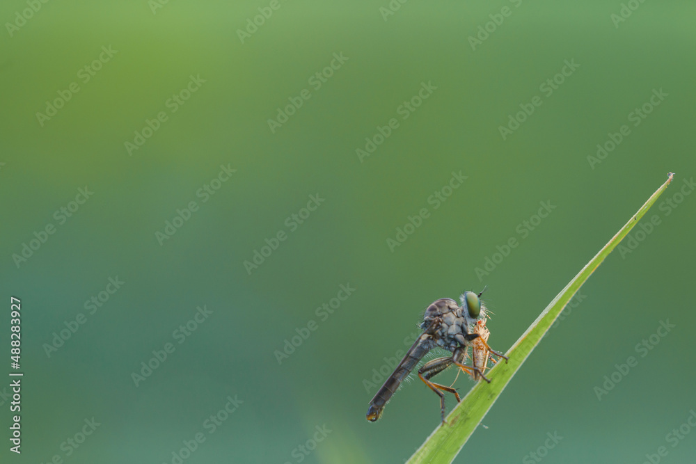 mini robberfly with blur background
robberfly with green background and bokeh mini robberfly with blur background
robberfly with green background and bokeh